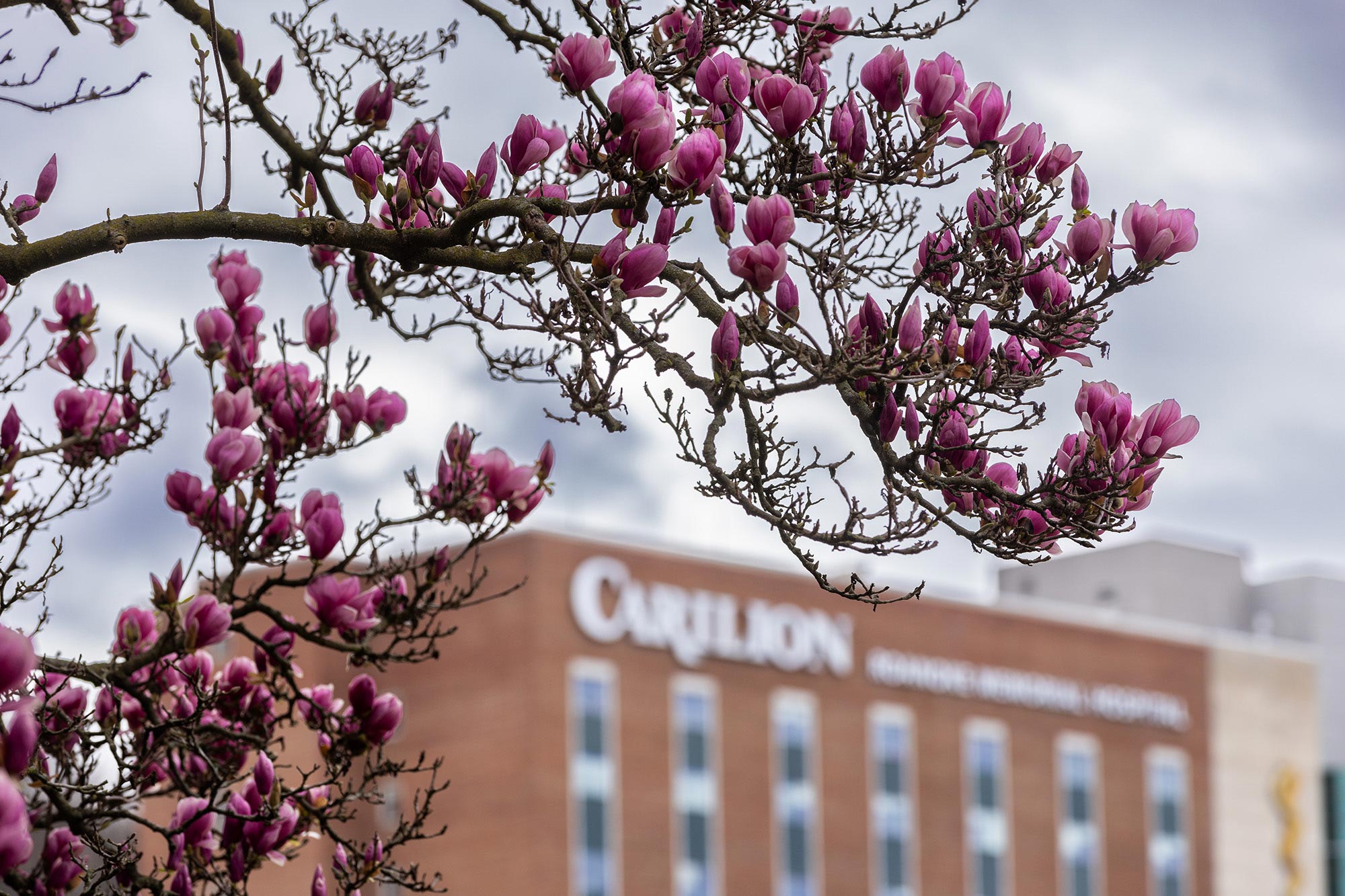 Flowers in front of Carilion Roanoke Memorial Hospital